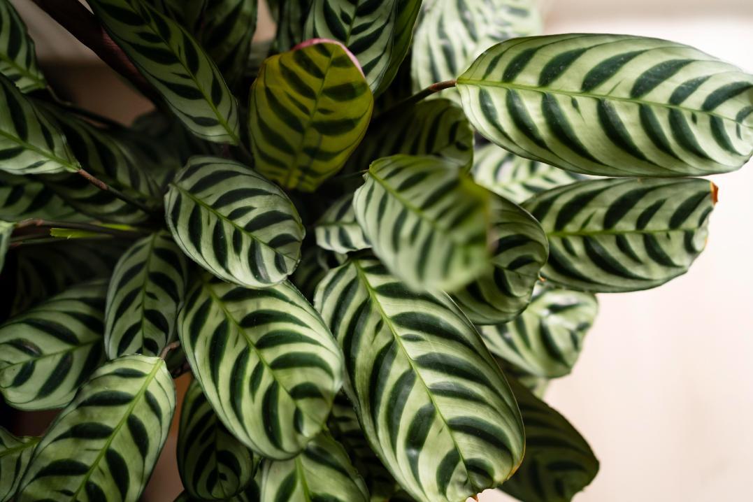 1. Calathea - frunze, Calathea