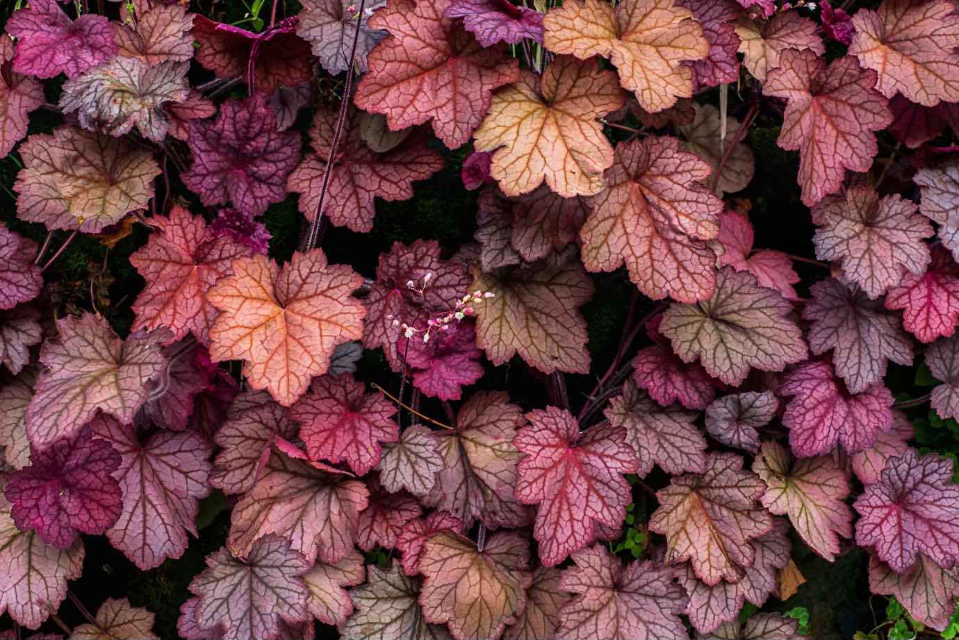 1. Ce este Heuchera (frunze colorate, gard viu, peisaj de toamna)