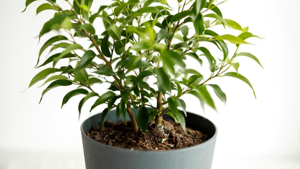 1. Ficus - ficus benjamina, ghiveci, frunze verzi