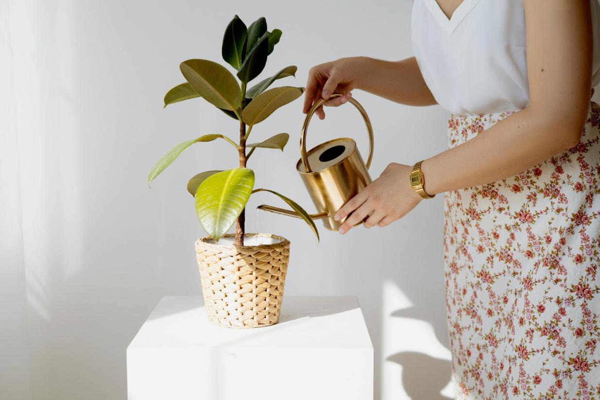 1. Ficus - ficus lyrata, femeie, stropitoare