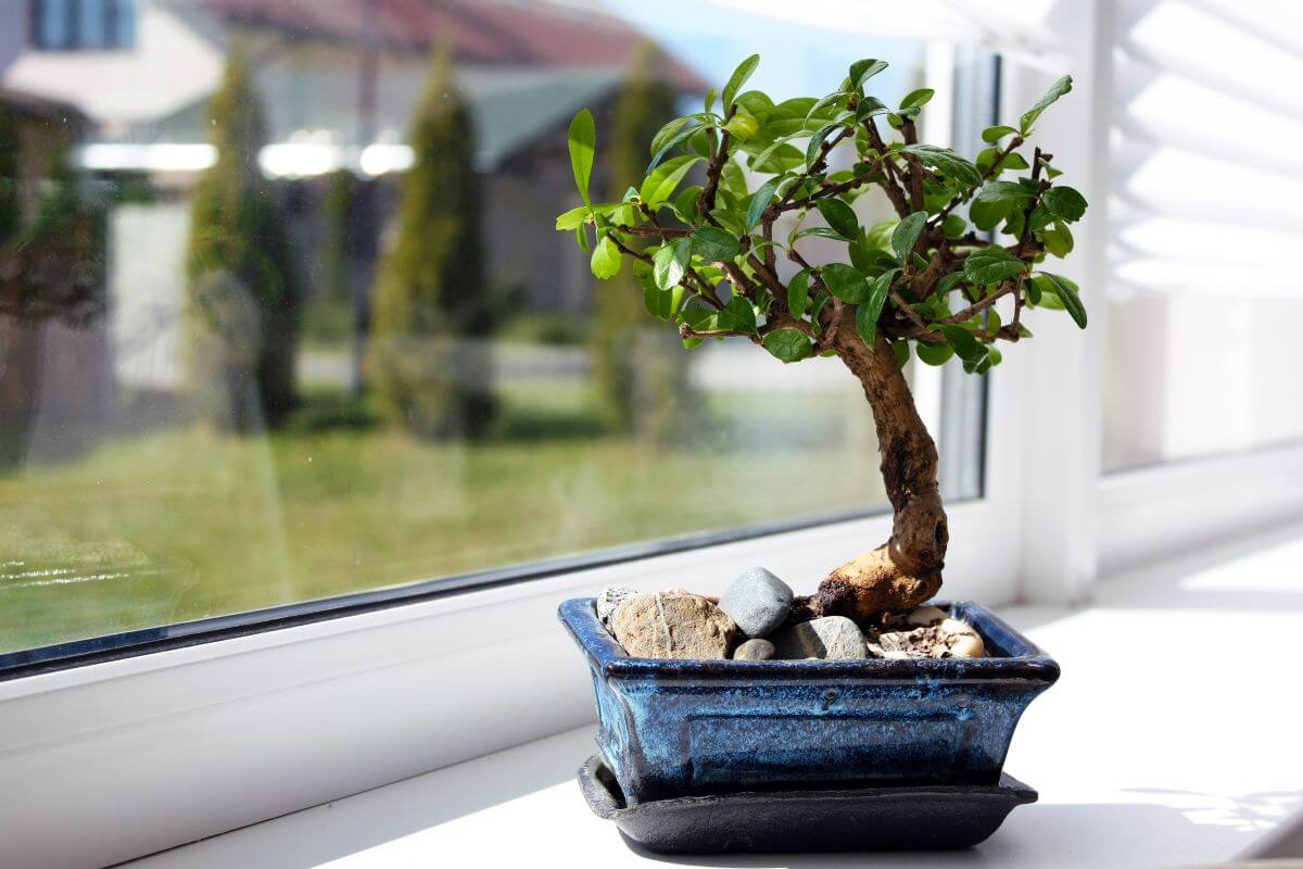 1. Ingrijire bonsai - bonsai in ghiveci negru cu nuante de albastru, fereastra