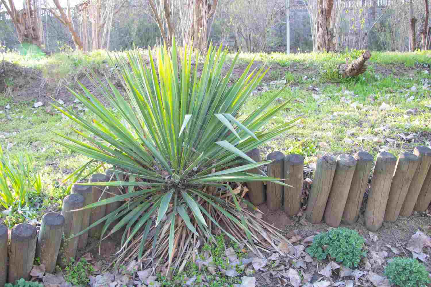 1. Yucca de gradina - caracteristici si ingrijire
