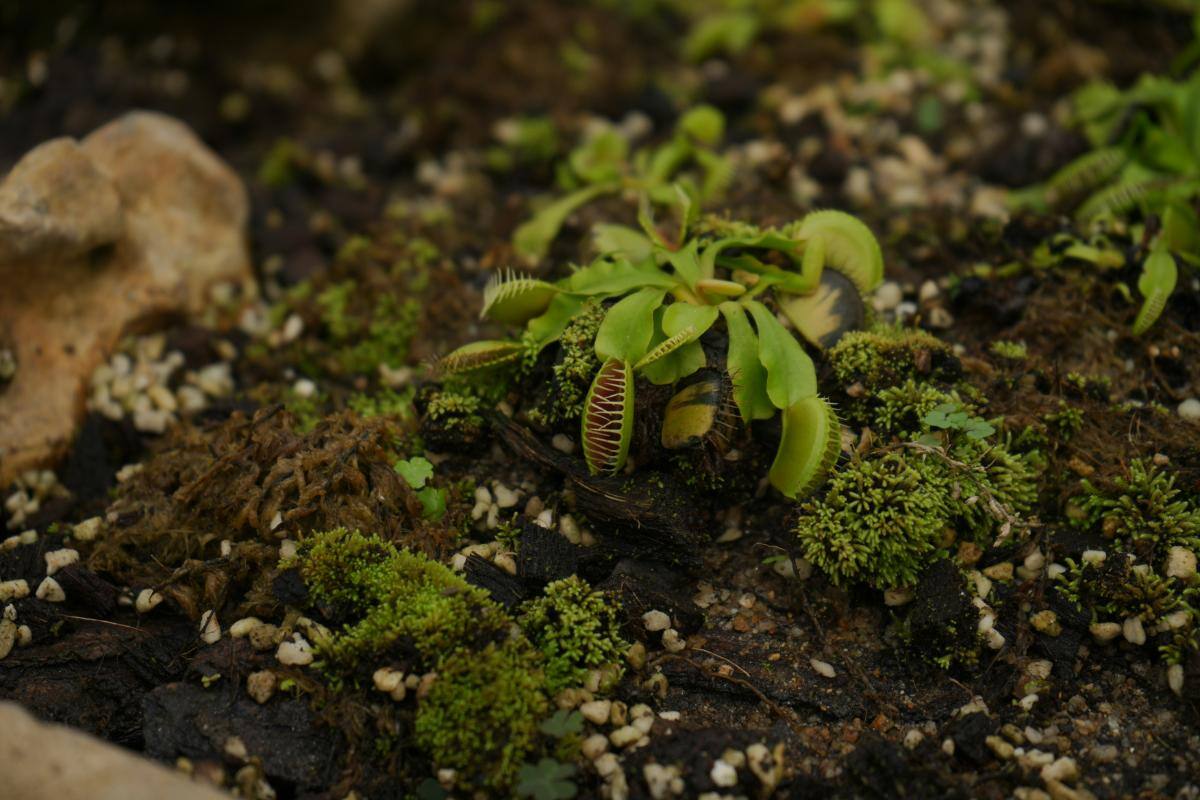 1.3. Ingrijire plante carnivore - Capcana lui Venus, sol, roci, muschi