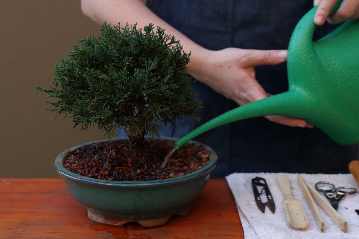 2. Bonsai ingrijire - planta bonsai in ghiveci, stropitoare verde