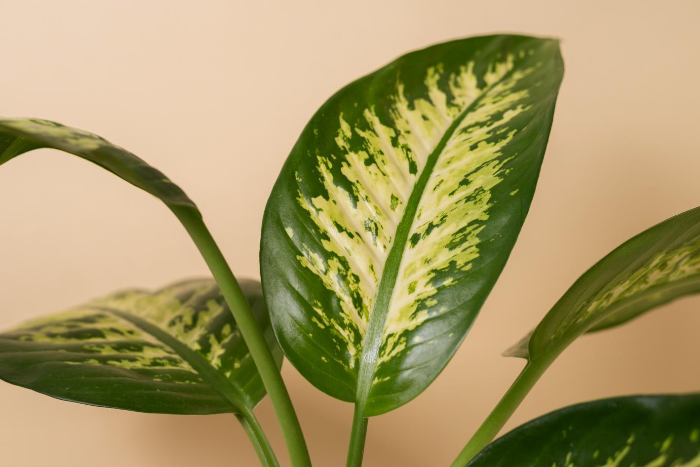 2. Calathea - perete deschis la culoare, frunze Calathea