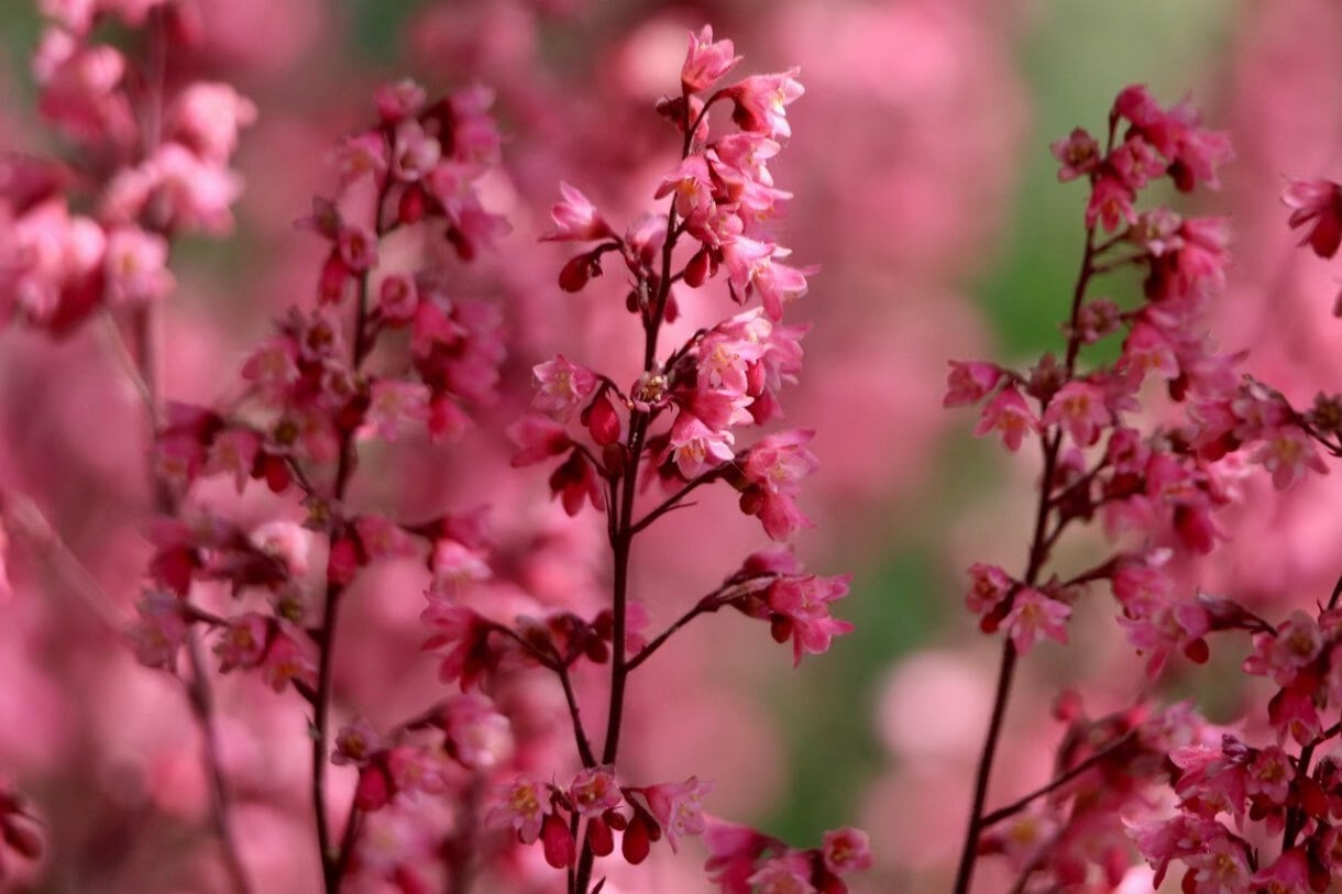 2. Soiuri de Heuchera potrivite (Heuchera rosie, camp cu florii, flori delicate)