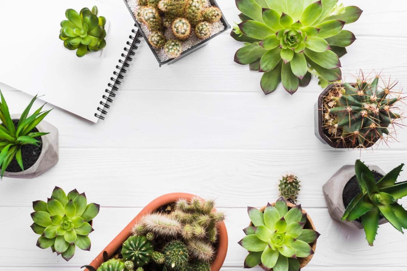 2. Tipuri populare de plante suculente (cactusi, plante suculente mici, masa alba din lemn)