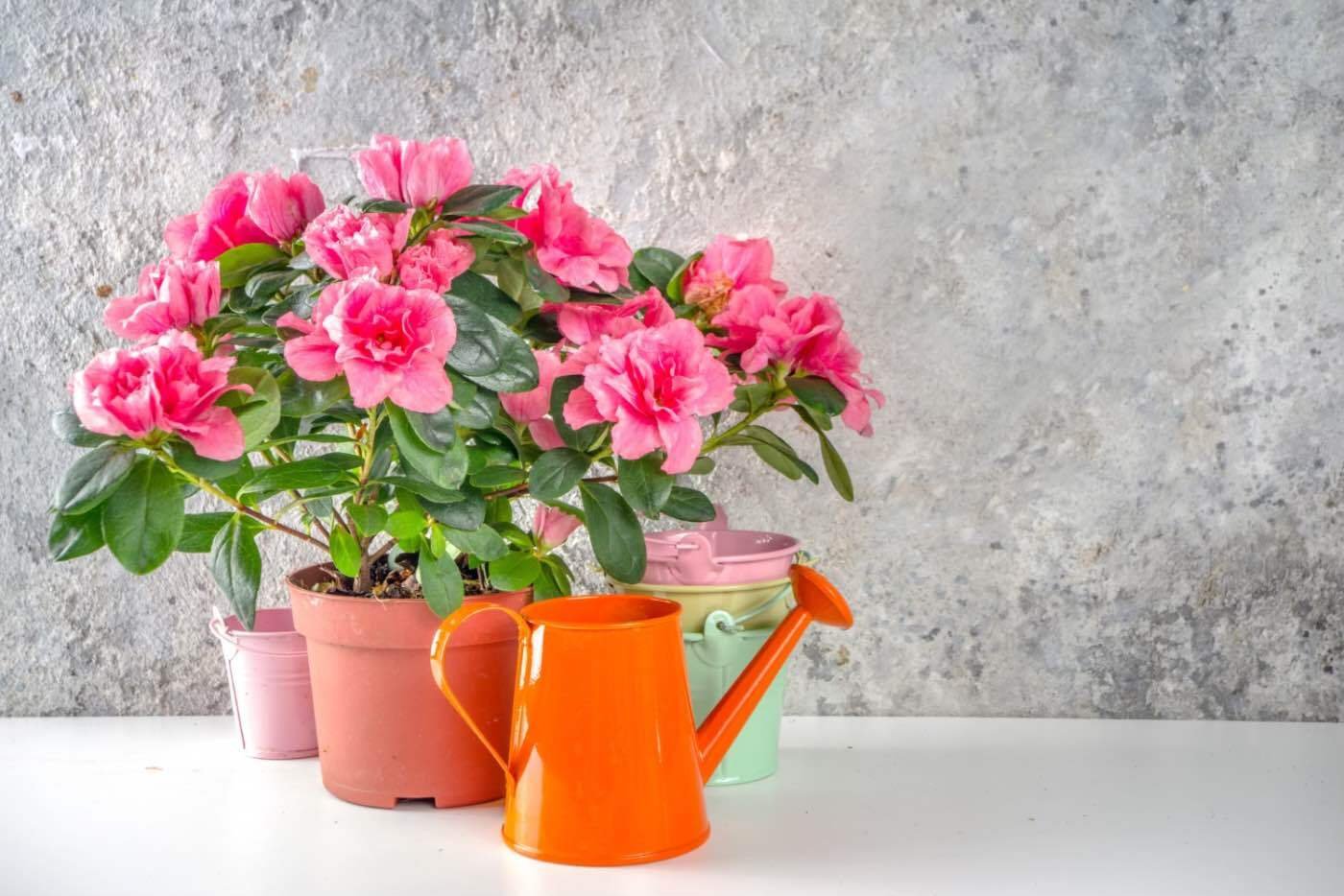 2.2. Azaleea japonica (azalee la ghiveci cu port inalt, stropitoare)