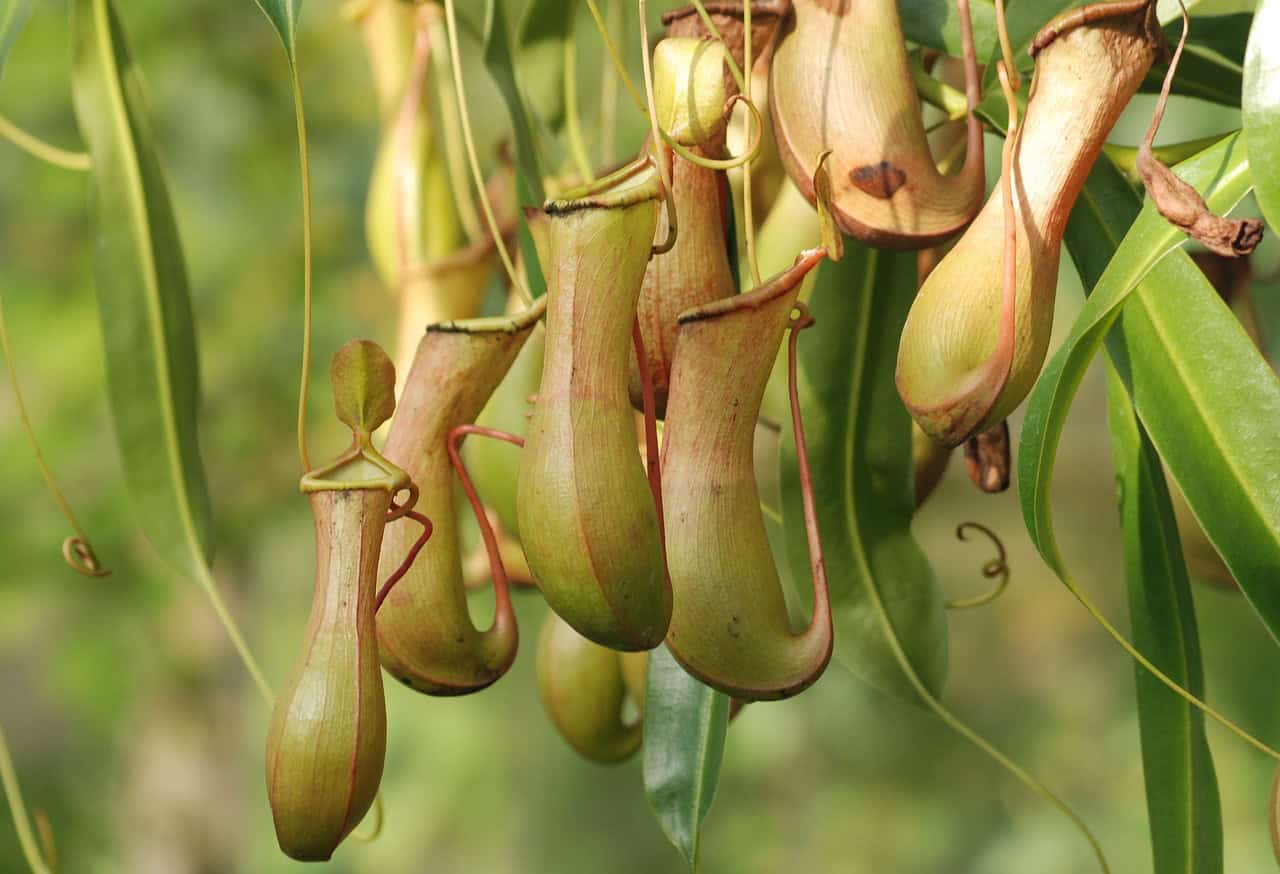 2.2. Ingrijire plante carnivore - planta carnivora Nepenthes