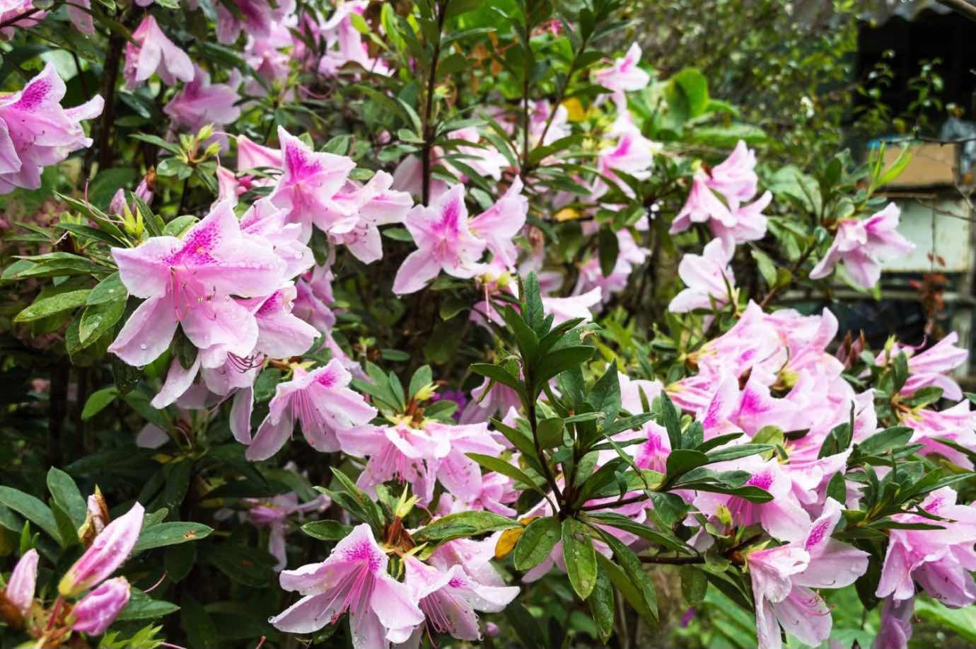 2.3. Azalee pomisor (flori de azalee roz, pom, gradina)