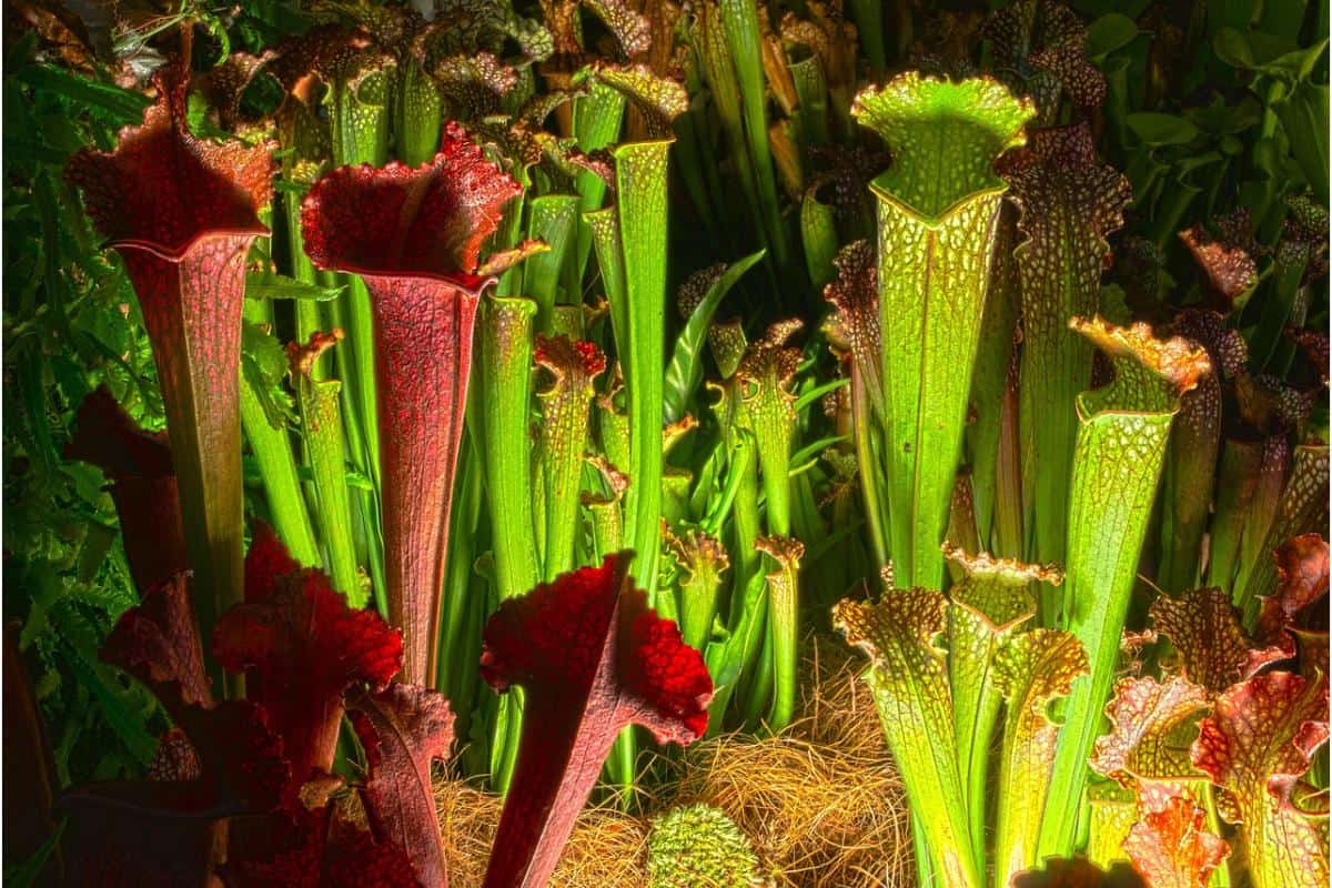 2.3. Ingrijire plante carnivore - plante carnivore Sarracenia