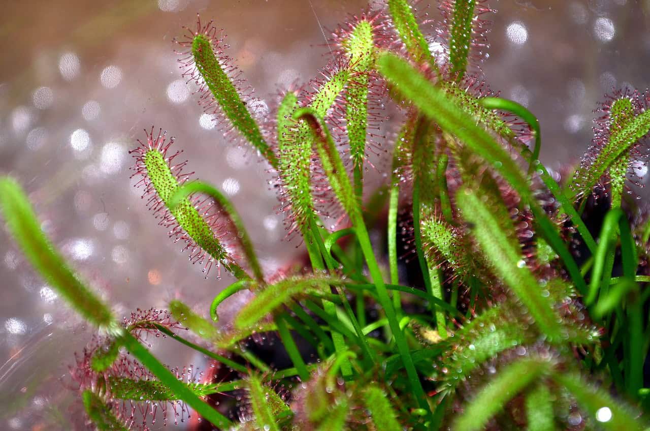 2.4. Ingrijire plante carnivore - plante carnivore Drosera