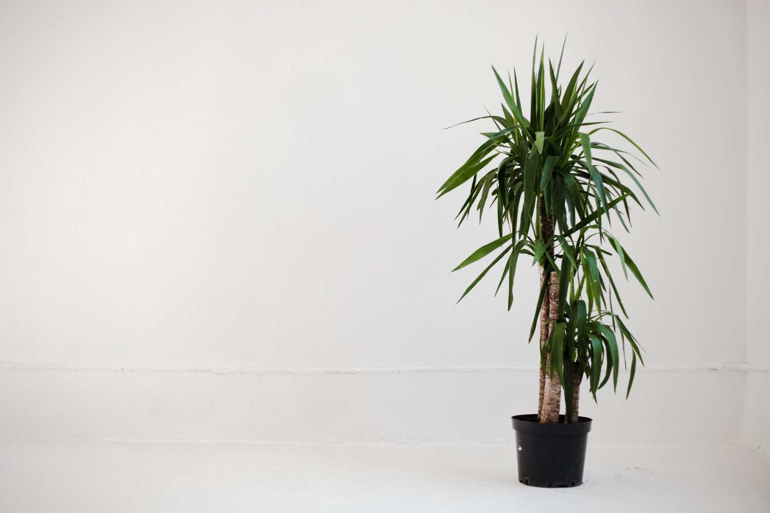 3. Cultivarea yucca in apartament