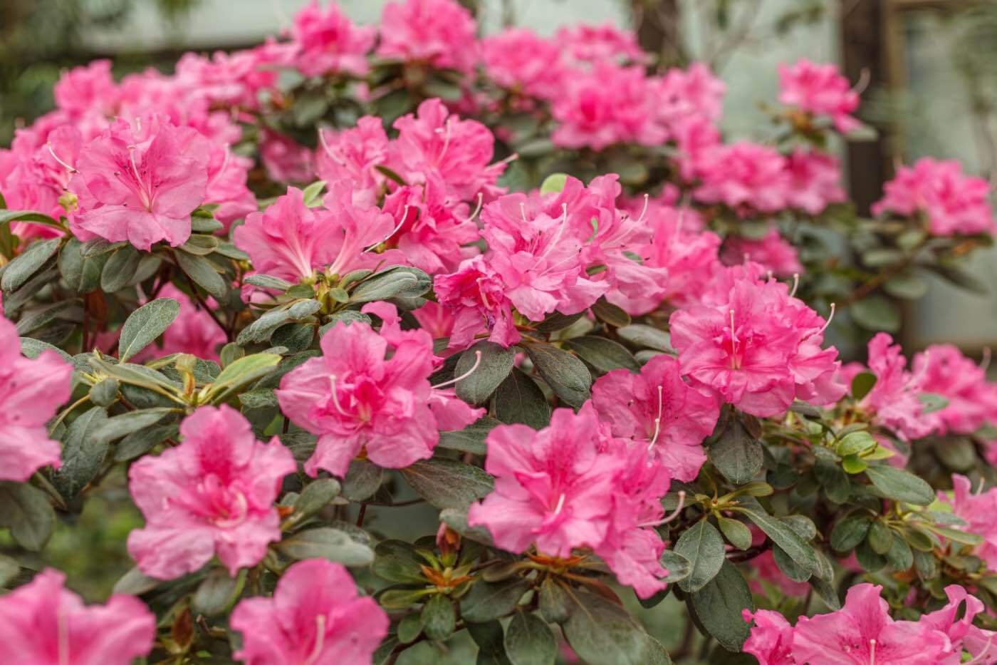 3. Cum se ingrijesc azaleele de gradina (azalee roza, tufa de azalee, gradina)