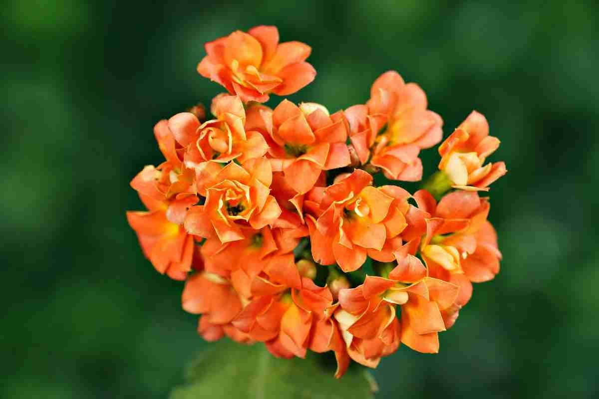 3. Floarea de kalanchoe, ingrijire - conditii de lumina_Floare de kalanchoe portocalie, fundal natural