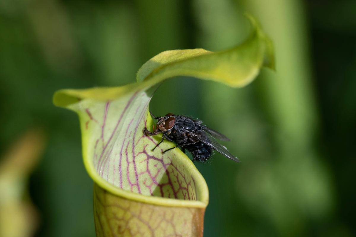 3. Hranirea plantelor carnivore - planta carnivora Sarracenia, musca