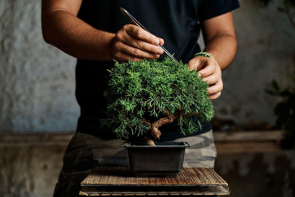 bonsai tree toronto Juniper Bonsai | Care Guide and Pro Tips - Delivery from Toronto across  Canada