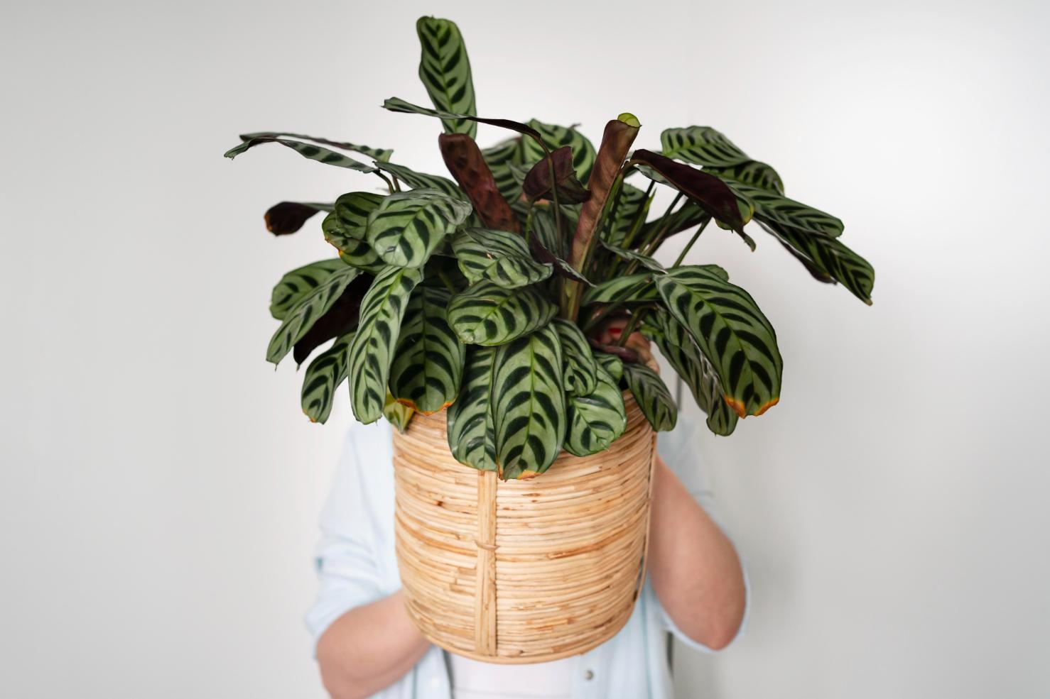 3. Planta Calathea - om, ghiveci, Calathea