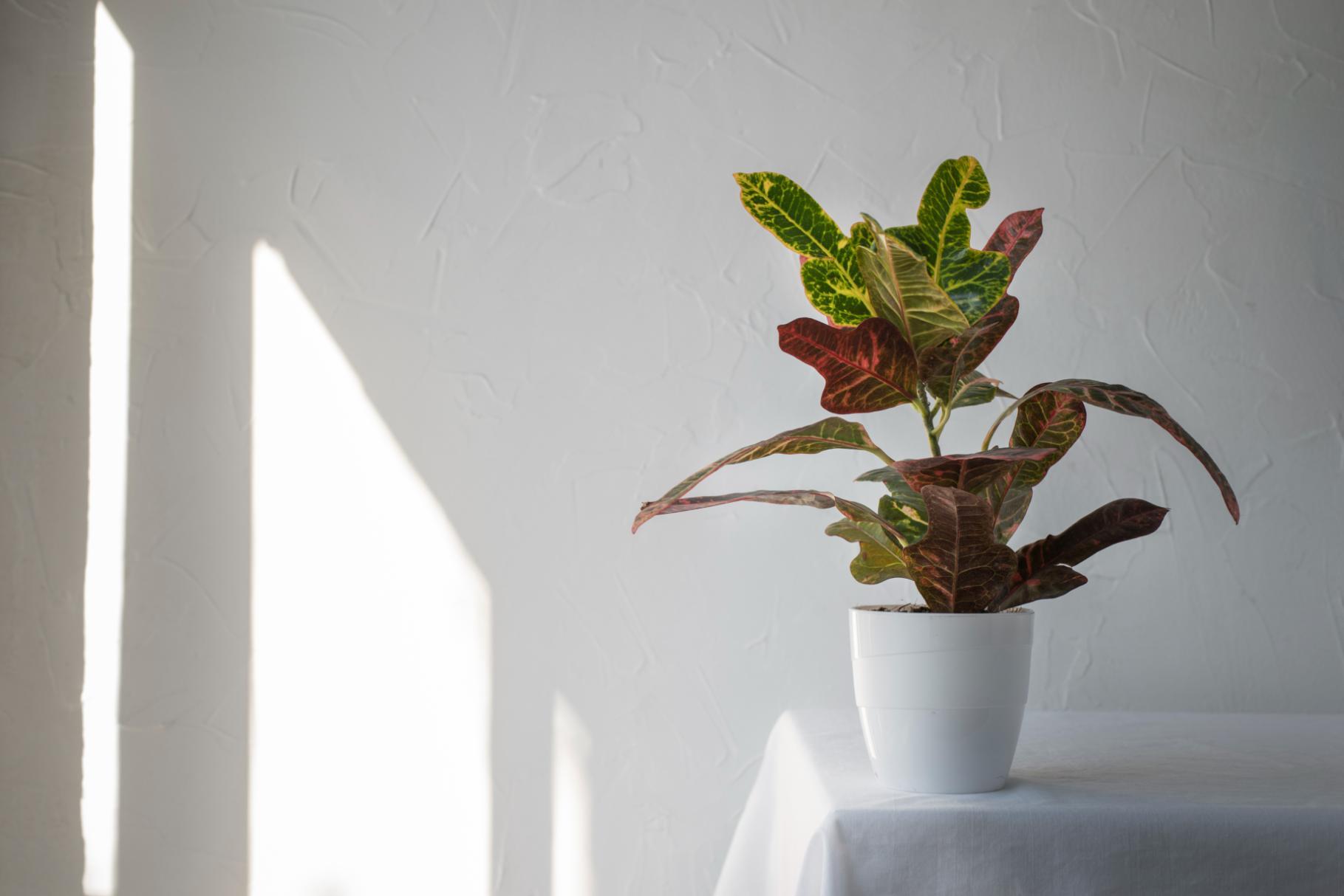 4. Calathea - ghiveci alb, Calathea, perete alb