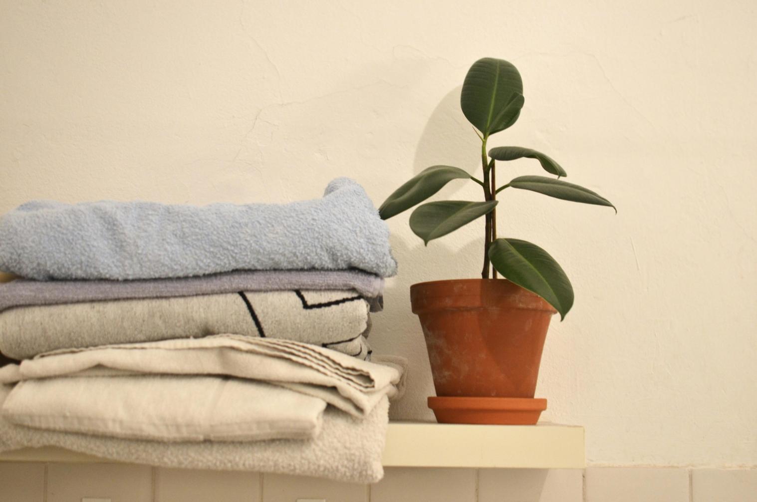 4. Ficus - ghiveci maro, ficus, prosoape