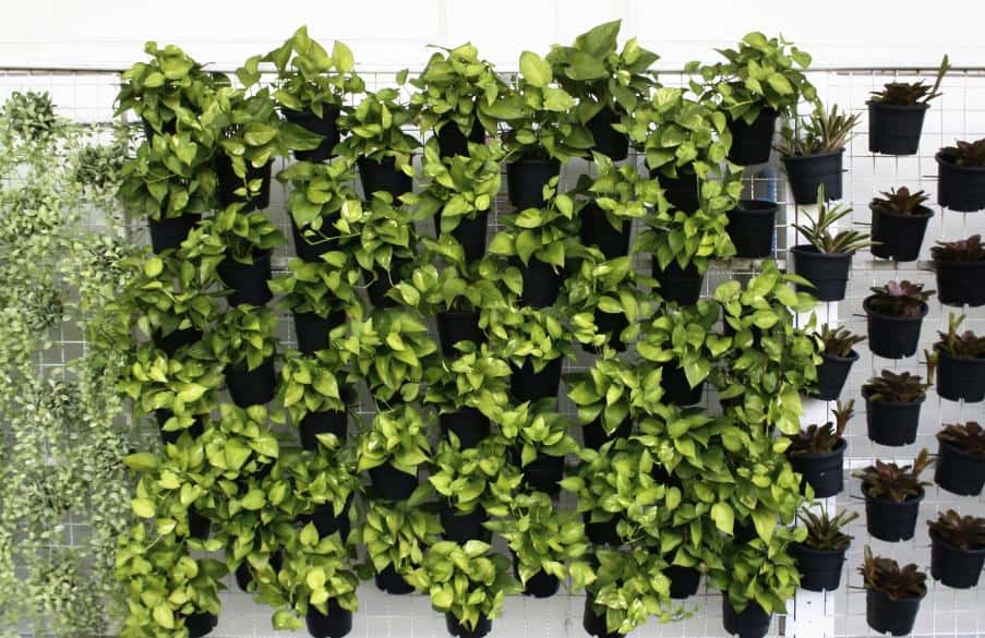 4. Gradina verticala - ghivece negre, plante verzi, perete alb