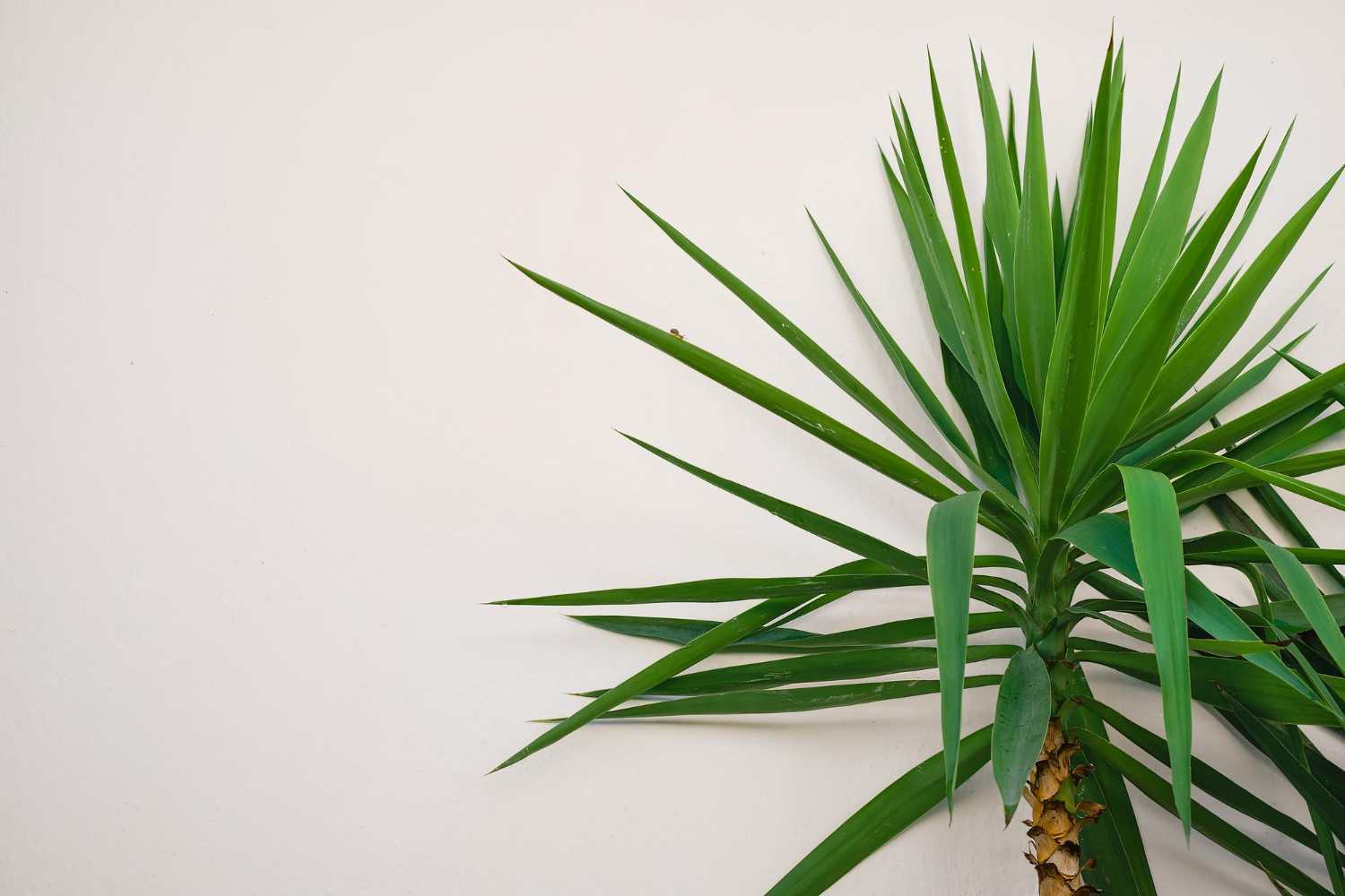 4. Inmultirea plantei yucca