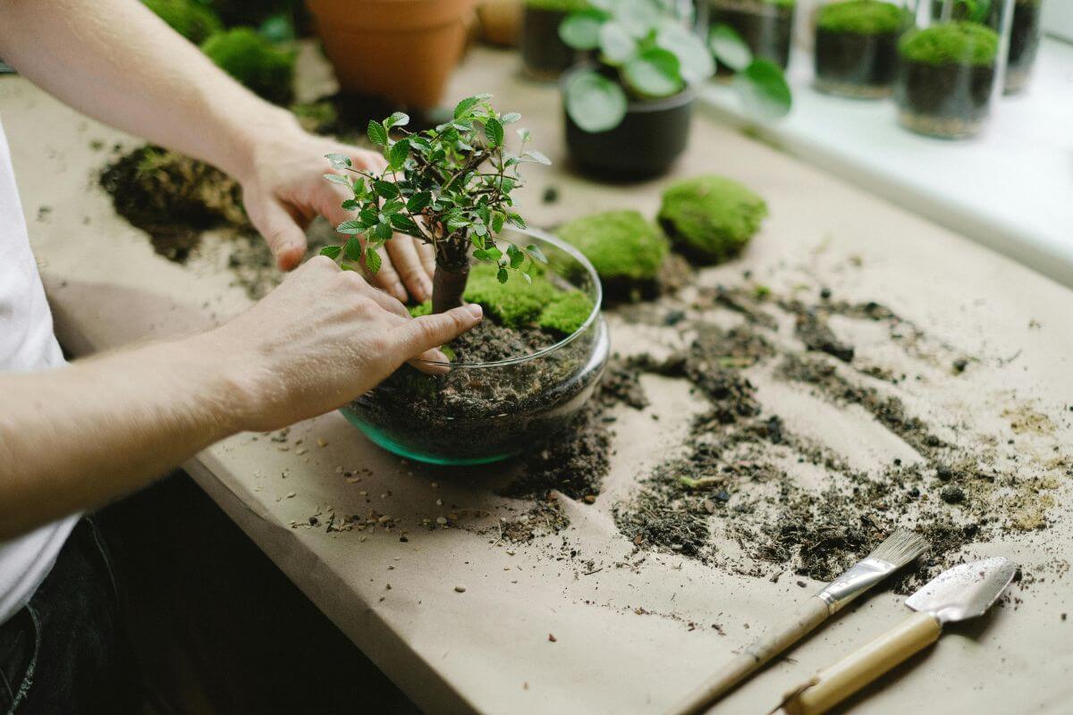 4. Intretinere bonsai de interior - barbat planteaza un bonsai, diferite accesorii si pamant pe masa de lucru