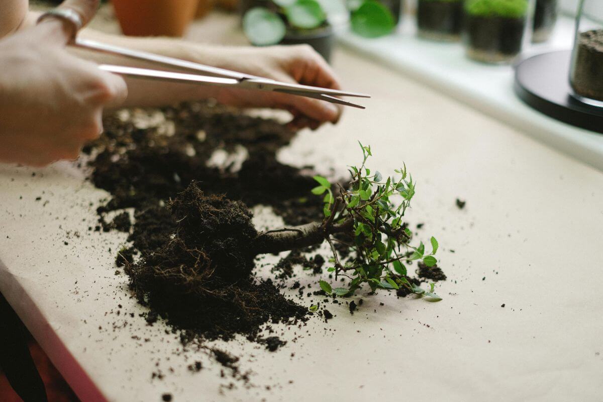 4. Intretinere bonsai de interior - persoana taie cu o foarfeca radacinile plantei, masa de lucru