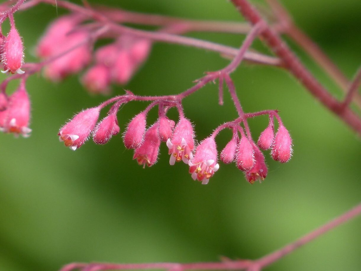 4. Plantarea si udarea corecta (flori roz, boboci gata de inflorire, fundal bokeh verde)