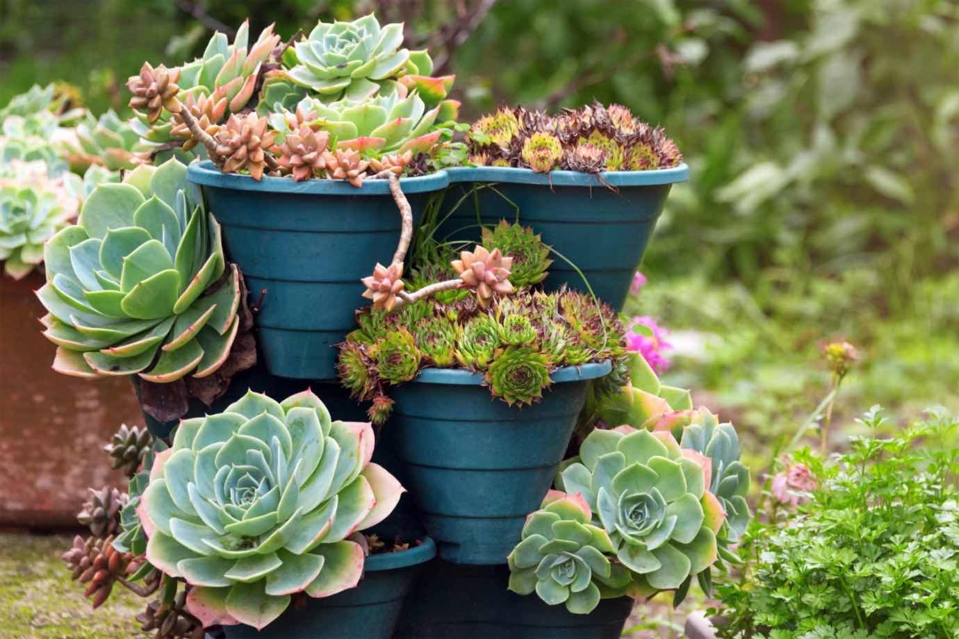 4. Suculente de exterior (ghivece cu plante suculente, gradina, aranjament de exterior)