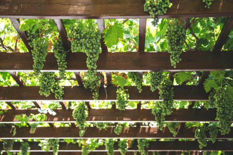 5. Acoperis pergola lemn - struguri, vita de vie, pergola-1
