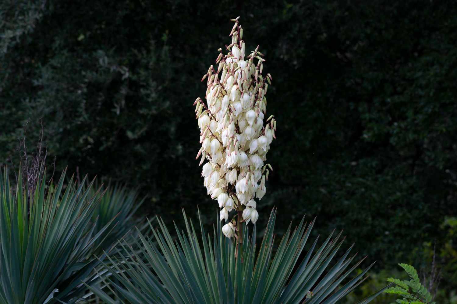 5. Floarea yucca - inflorire si ingrijire