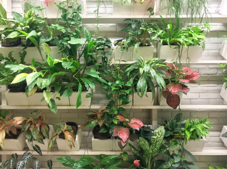 5. Gradina verticala - plante verzi si roz, ghivece