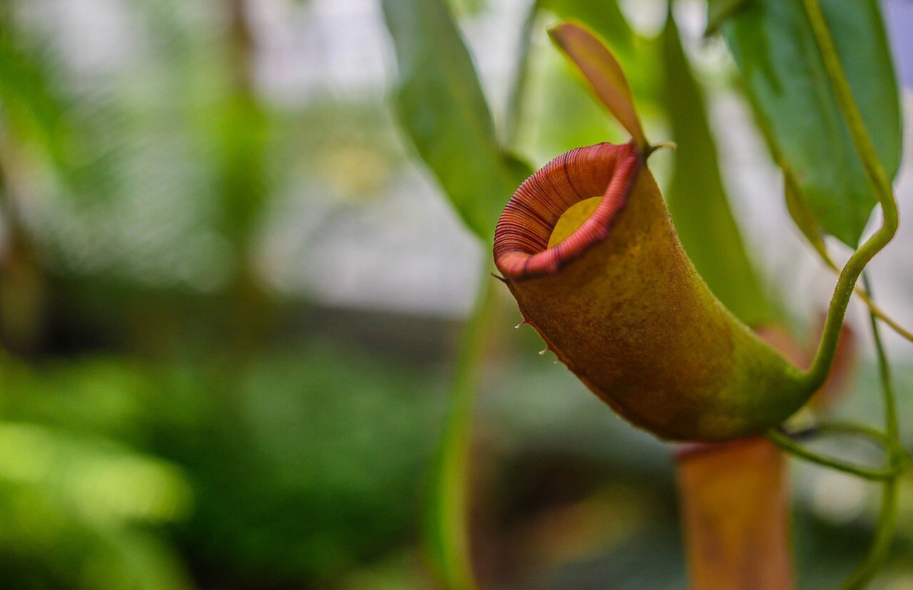 5. Ingrijire plante carnivore - planta carnivora Nepenthes