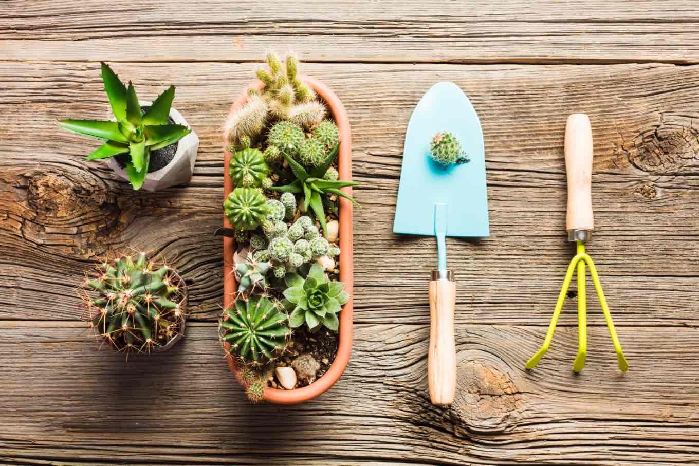 5. Ingrijirea corecta (plante suculente in jardiniera, cactusi, aloe vera, unelte de gradinarit)