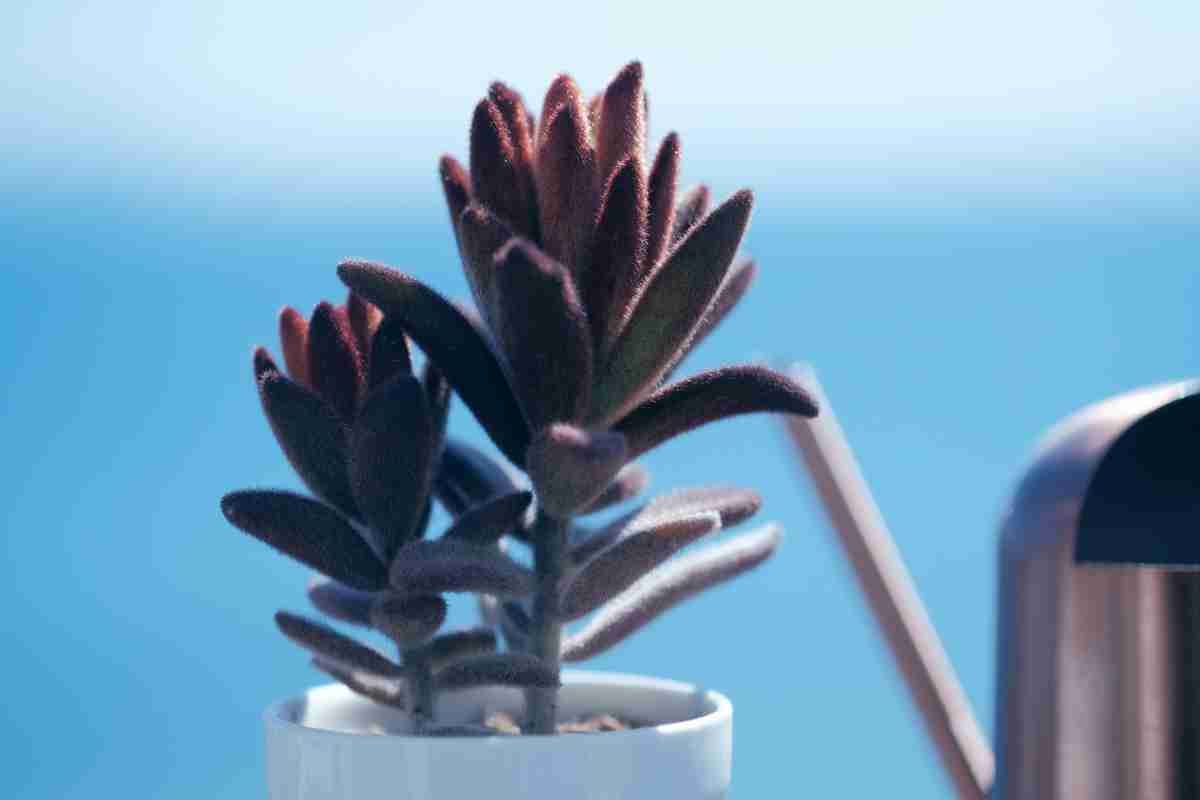 5. Kalanchoe - sol si substrat ideal_Planta kalanchoe, frunze