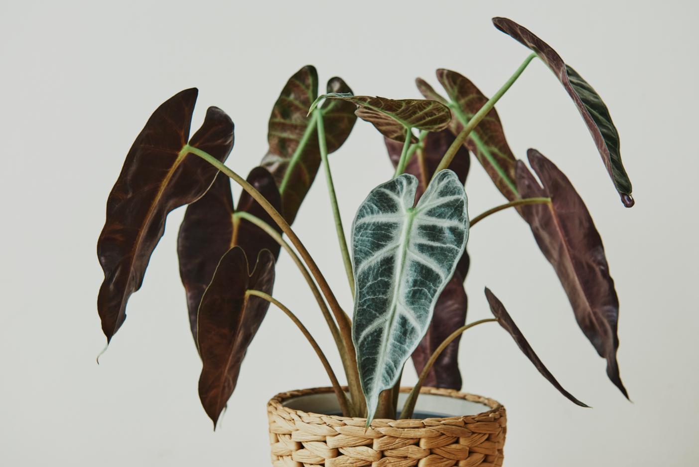 5. Planta Calathea - ghiveci maro, Calathea