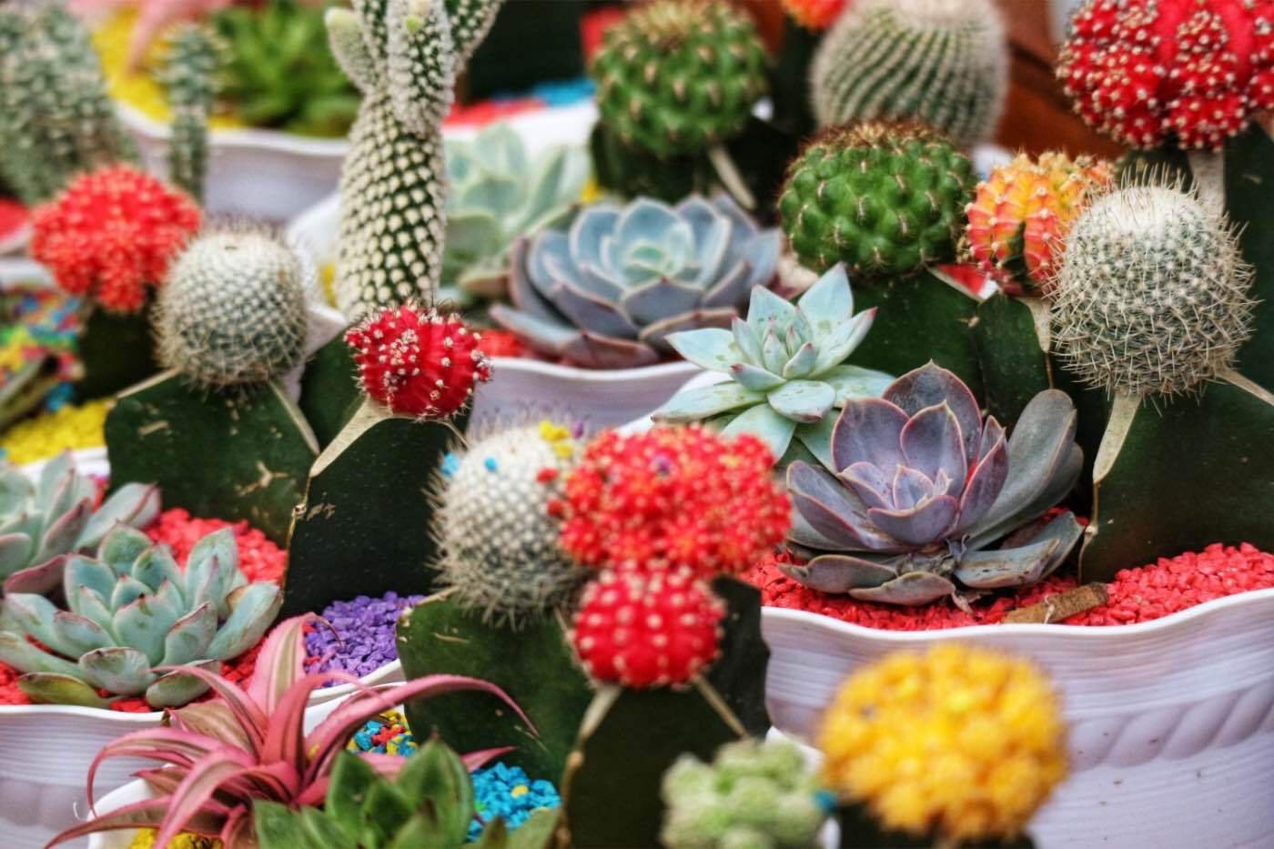 6. Aranjamente cu suculente (cactusi si plante suculente, flori colorate, magazin de bricolaj)