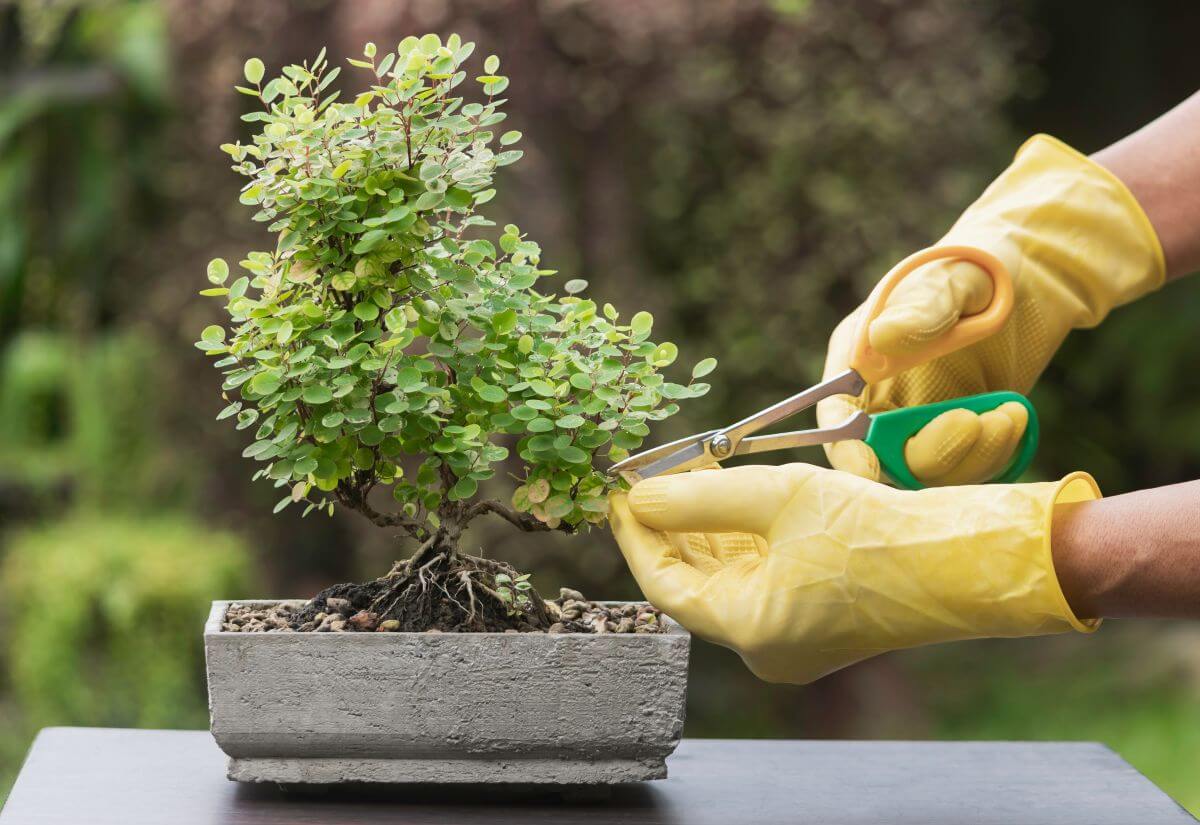 6. Ingrijirea bonsaiului - manusi galbene, foarfeca, bonsai