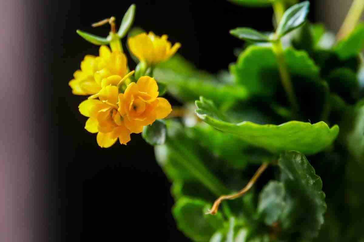 6. Kalanchoe - temperatura si umiditate optima_Planta kalanchoe, flori galbene