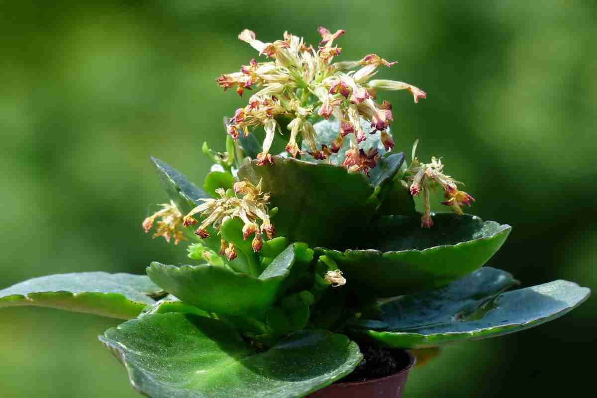 7. Fertilizarea si hranirea kalanchoe_Planta Kalanchoe blossfeldiana, fundal natural
