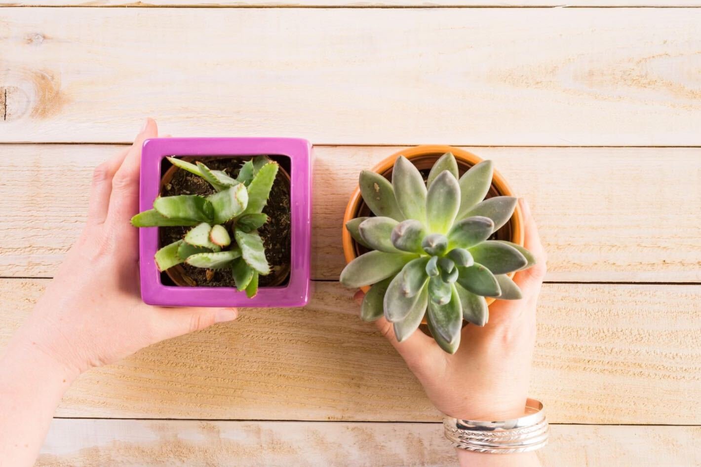 8. Probleme comune si solutii (persoana care tine doua ghivece in mana, ghivece cu plante suculente, masa din lemn)