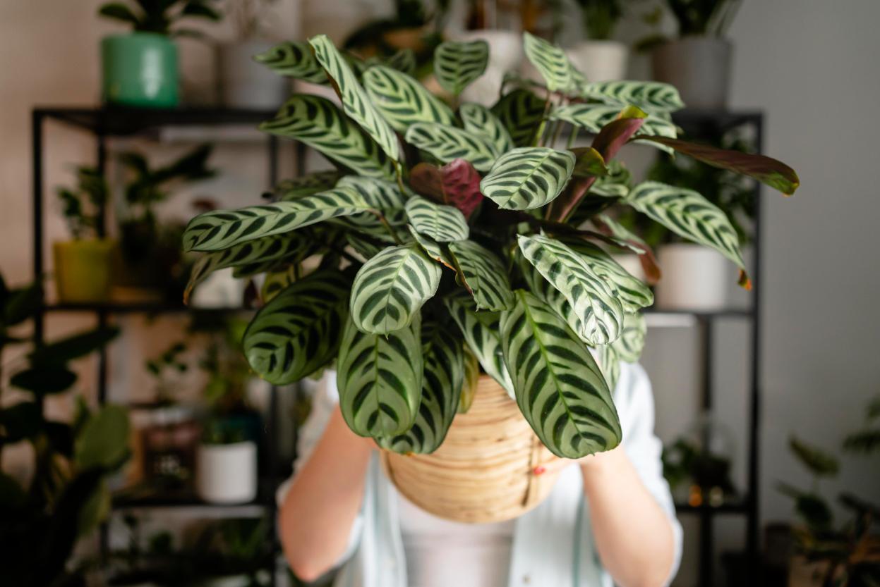 Calathea - cum ingrijesti „planta care se roaga”, pas cu pas