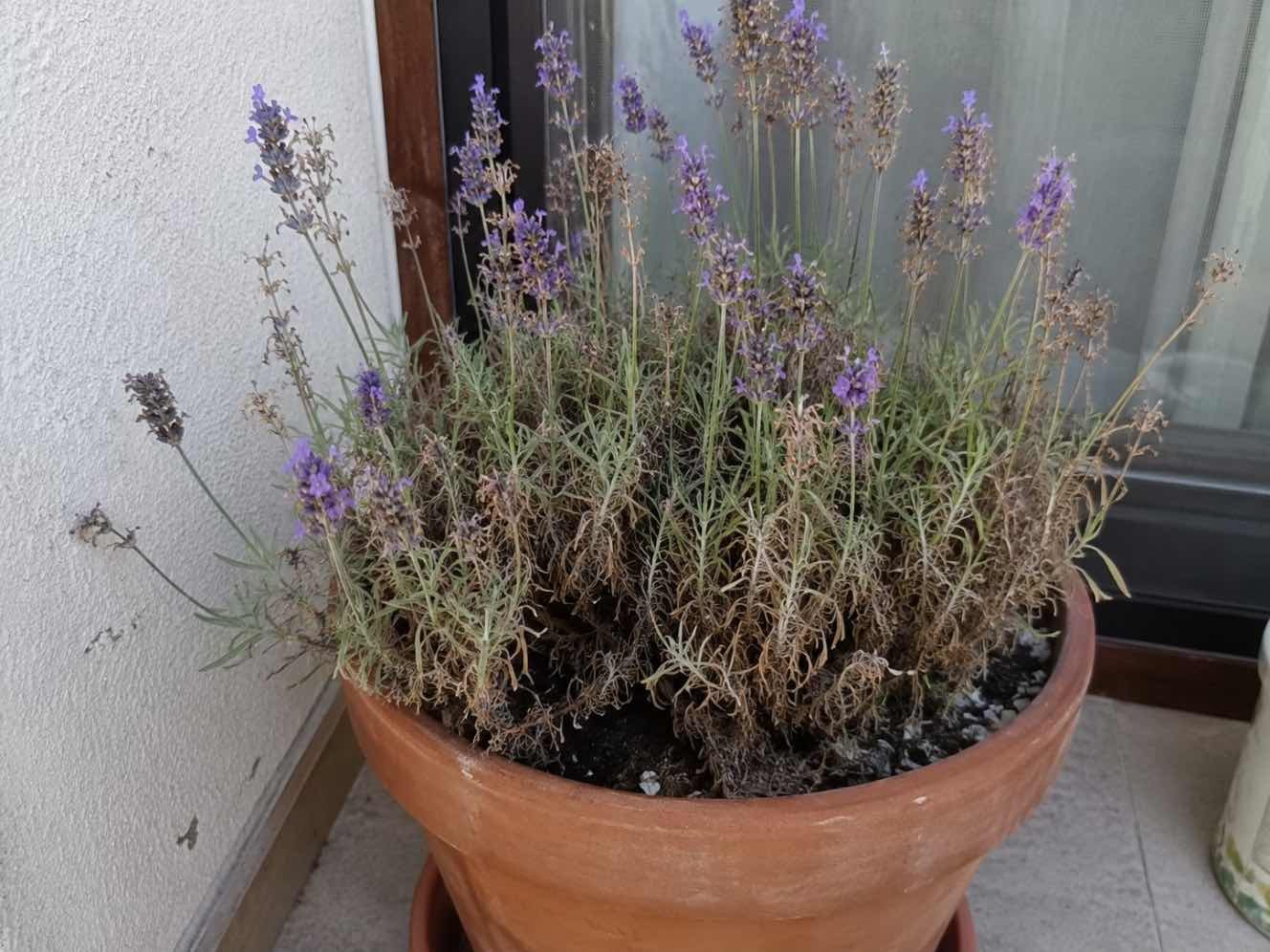 De ce se usuca lavanda la ghiveci (lavanda in ghiveci ceramic, frunze uscate, probleme cu udarea)
