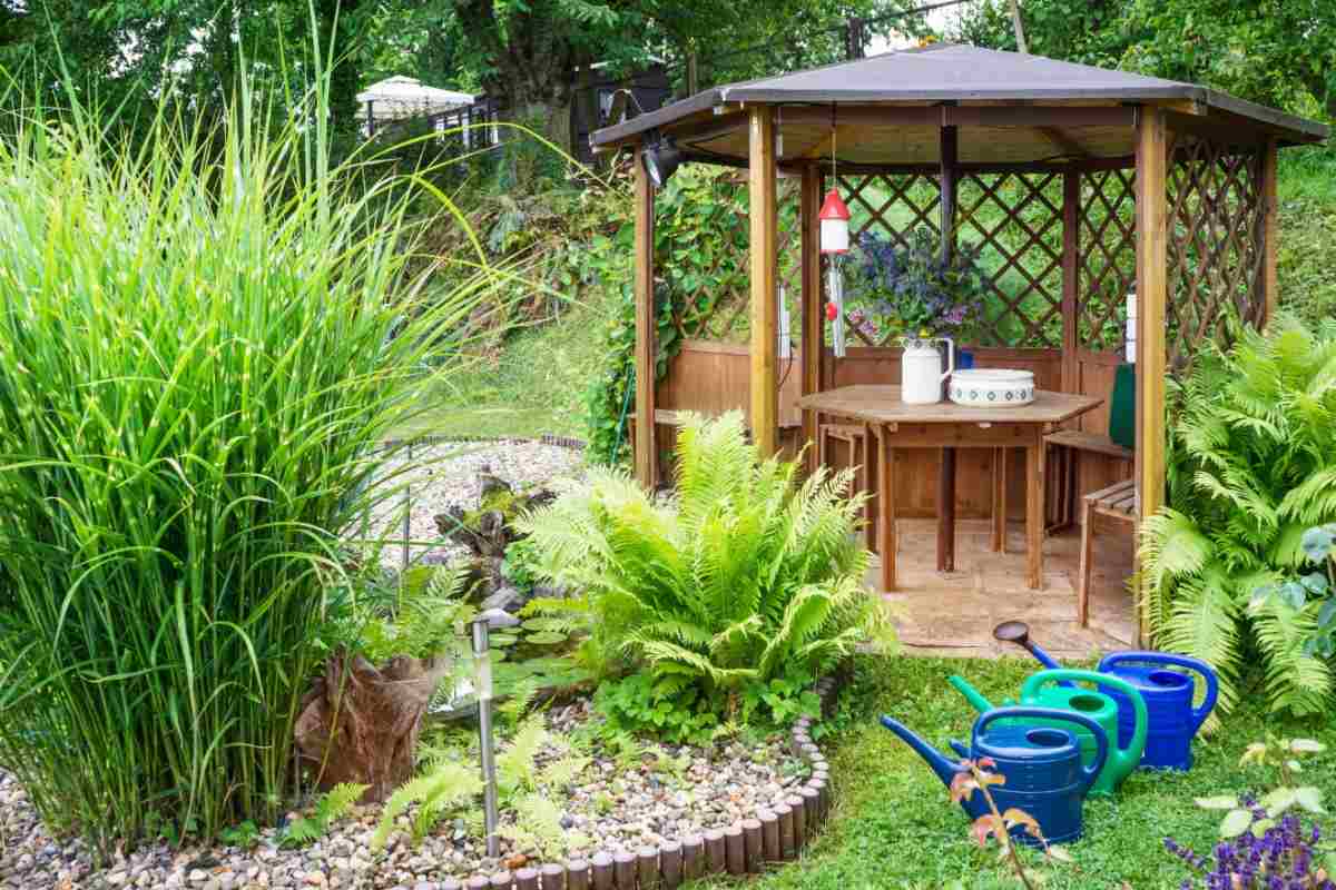 Feriga - ghid complet de ingrijire si cultivare pentru gradina si casa