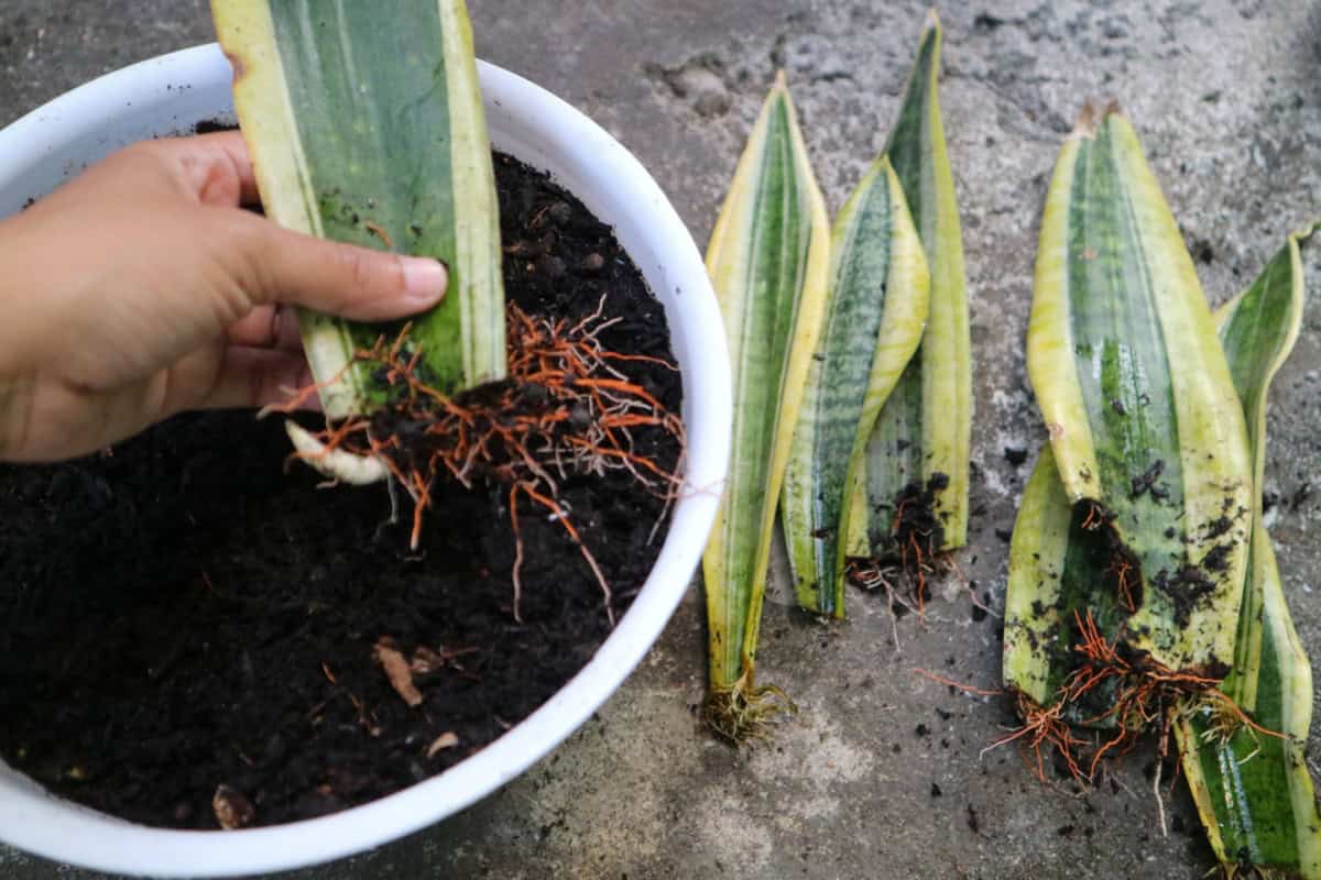 Fertilizarea corecta pentru limba soacrei