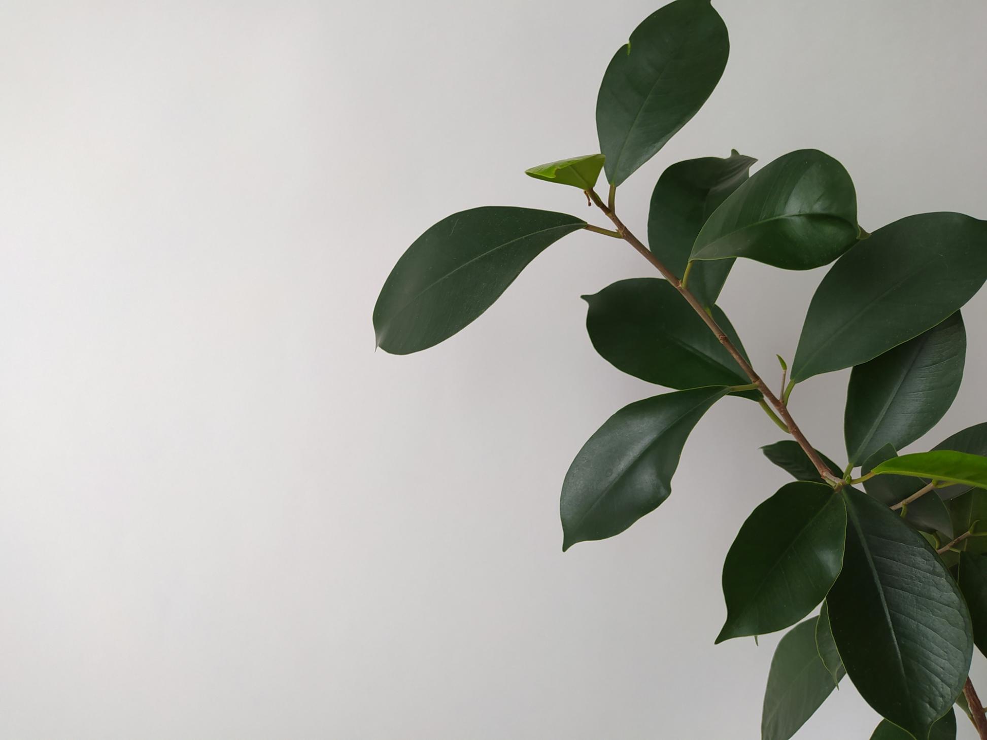 Ficus - informatii esentiale despre tipuri, ingrijire si trucuri pentru o planta sanatoasa