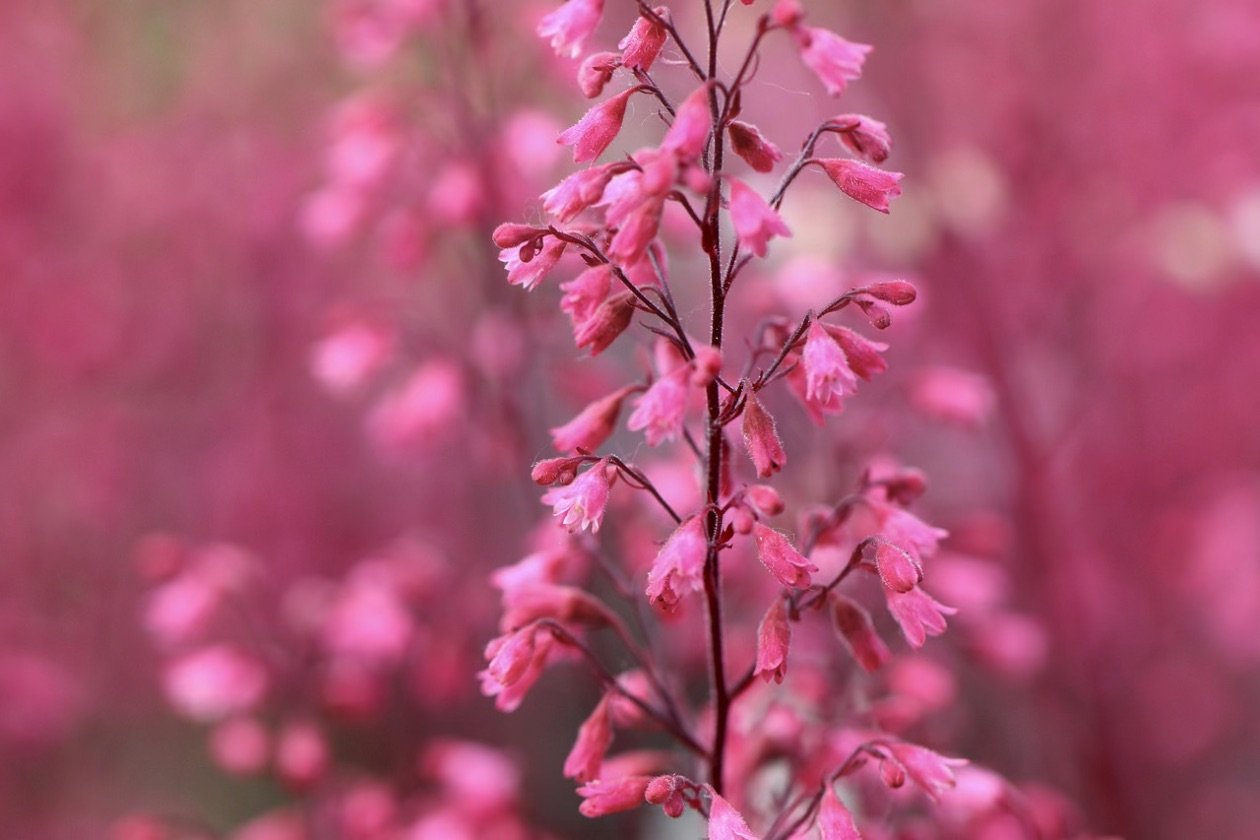 Heuchera (clopotel purpuriu inflorit, soi de Heuchera rosie, fundal bokeh)