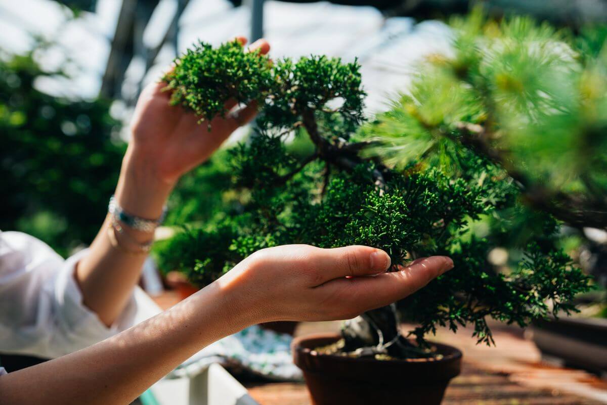 Ingrijire bonsai - sfaturi pentru o planta sanatoasa si frumoasa