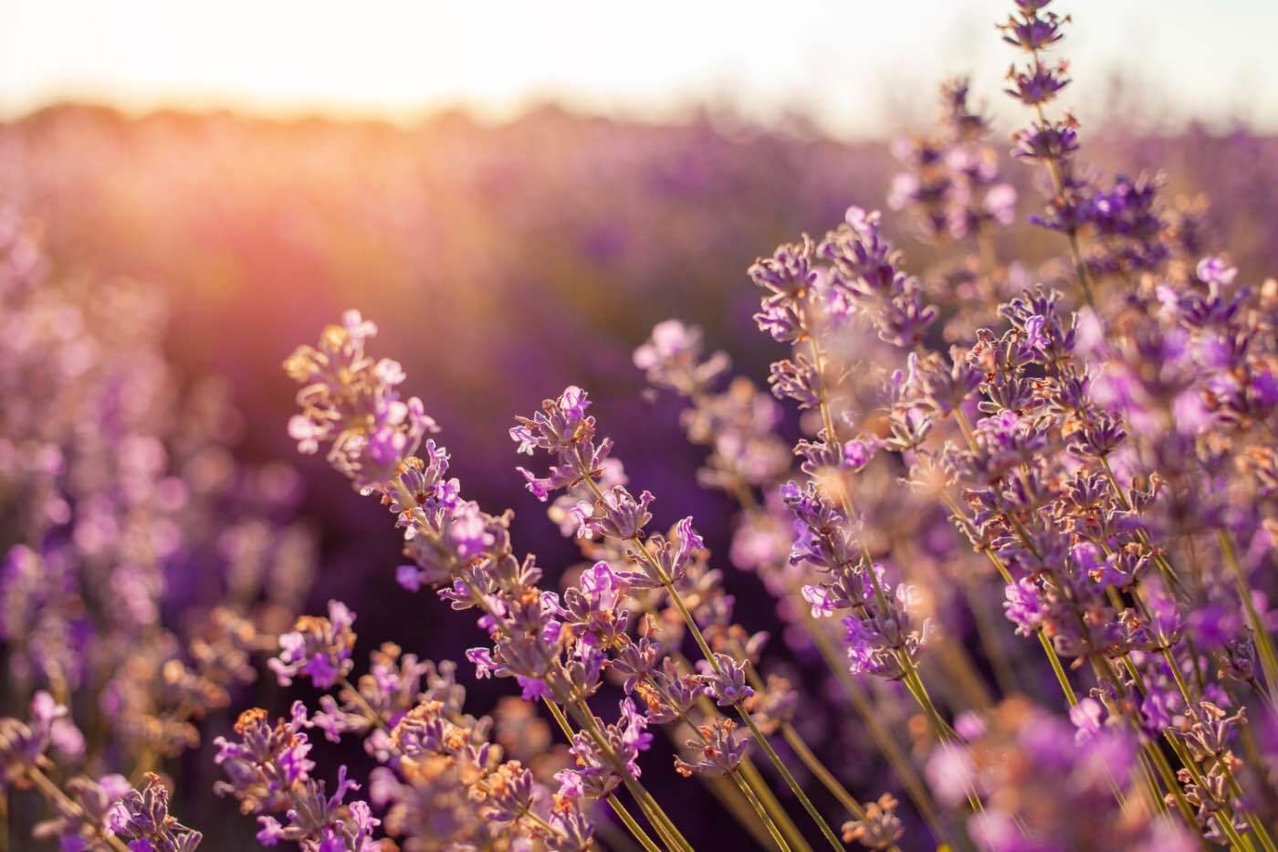 Lavanda, parfumata gradinii (flori de lavanda, flori mov, apus de soare)